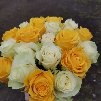 Белые и желтые розы 40 см. Измени количество роз в букете